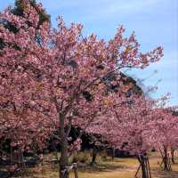Chill Sakura Spot