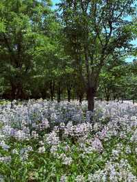 🌸 2W Steps of Flower Power! | Ultimate Flower Walk in Shanghai’s Expo Culture Park 🌿