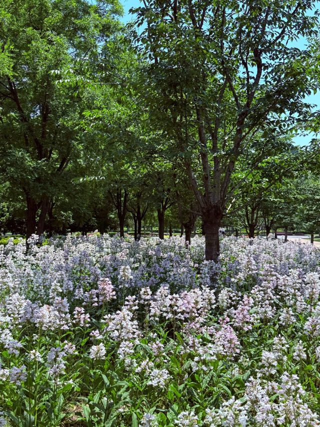 🌸 2W Steps of Flower Power! | Ultimate Flower Walk in Shanghai’s Expo Culture Park 🌿