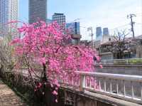 The Chill Sakura Stroll