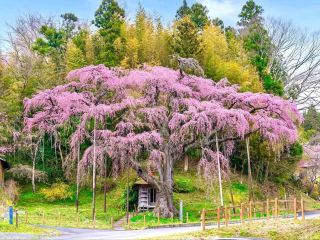 This Weeping Cherry Tree’s a Whole Mood 🌸🧘‍♂️