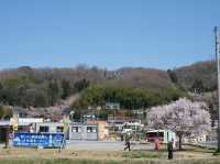 Great place to see the full Cherry Blossoms