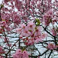 Shinjuku Gyoen – A Quiet Breath in the Heart of Tokyo