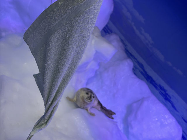 【北海道】年中流氷を触れる場所【オホーツク流氷館】