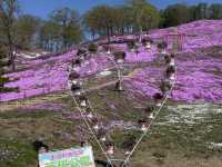 Shibazakura Viewing