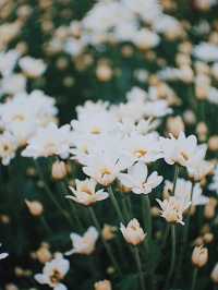 ตามหาทุ่งดอกไม้กลางหุบเขา 🌼