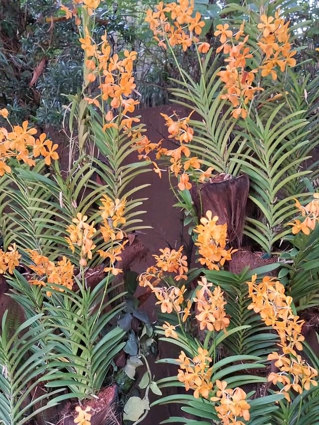 Flora in Singapore Zoo