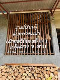 เข้าไปในป่า: อุ้มผาง