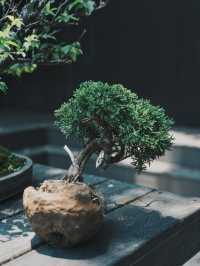 大稻埕的私藏角落 預約制 黑色日式庭院咖啡廳