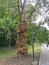 Penang Botanic Gardens – A Green Retreat with Colonial Roots