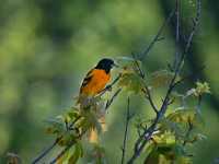 Sacred Paths: Hiking Through Effigy Mounds