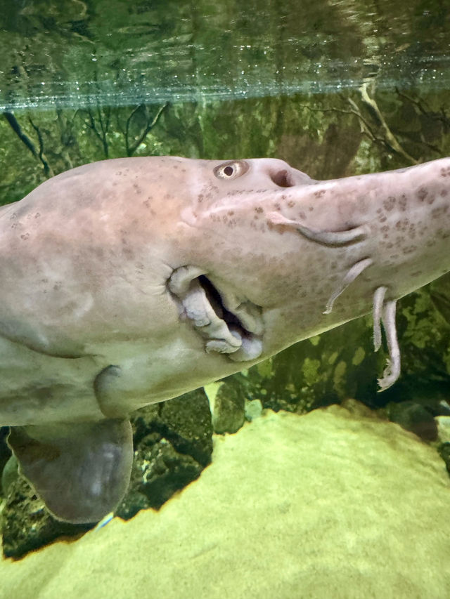 Dive into Wonder: A Day at Lotte World Aquarium