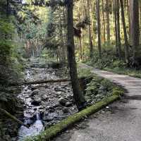 【岩湧山でススキ三昧】 🌾　大阪