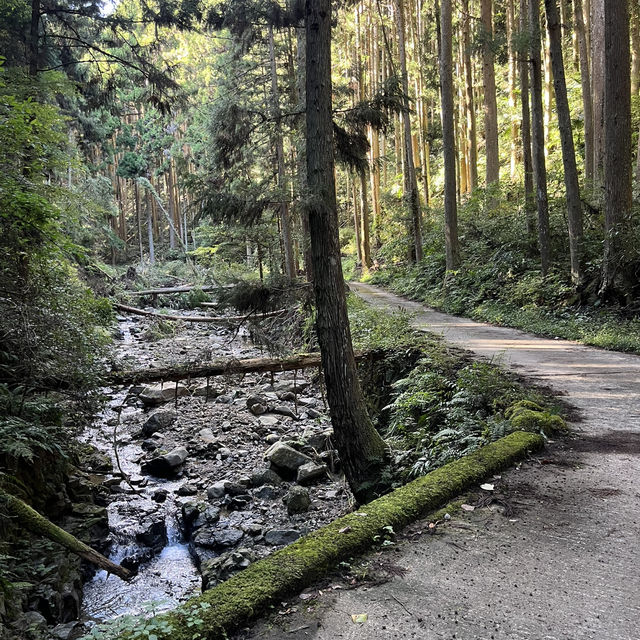 【岩湧山でススキ三昧】 🌾　大阪