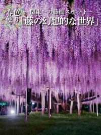 【行く前にこれ見て】世界が息をのむ美しさ、奇跡の大藤に心奪われる💜✨※観光攻略情報付き