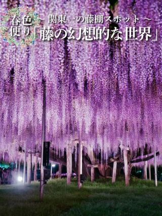 Breathtaking Beauty of the Miracle Wisteria