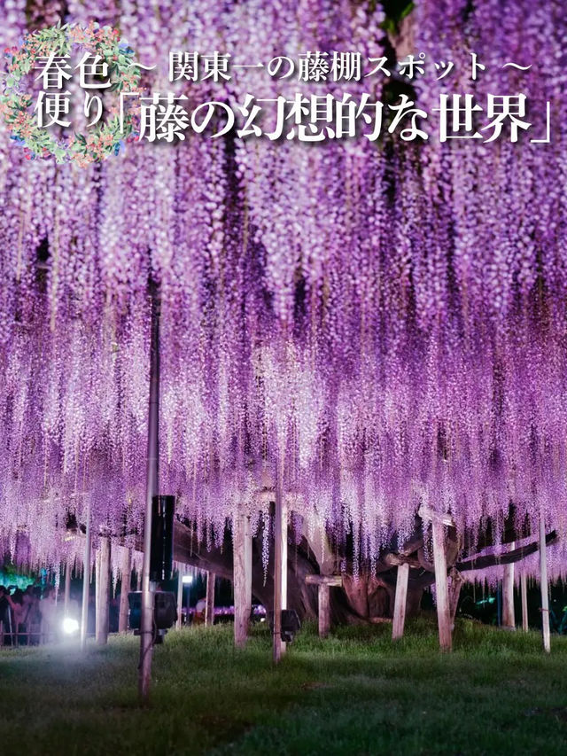 【行く前にこれ見て】世界が息をのむ美しさ、奇跡の大藤に心奪われる💜✨※観光攻略情報付き