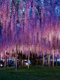 【行く前にこれ見て】世界が息をのむ美しさ、奇跡の大藤に心奪われる💜✨※観光攻略情報付き
