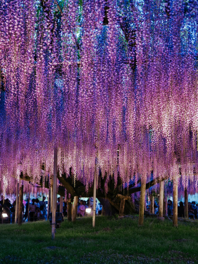【行く前にこれ見て】世界が息をのむ美しさ、奇跡の大藤に心奪われる💜✨※観光攻略情報付き