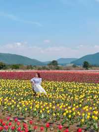 🇰🇷濟州春季限定🌷鬱金香花海