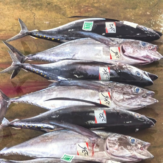 Katsuura Fish Market is buzzing !