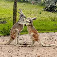 Wild Encounters at Caversham