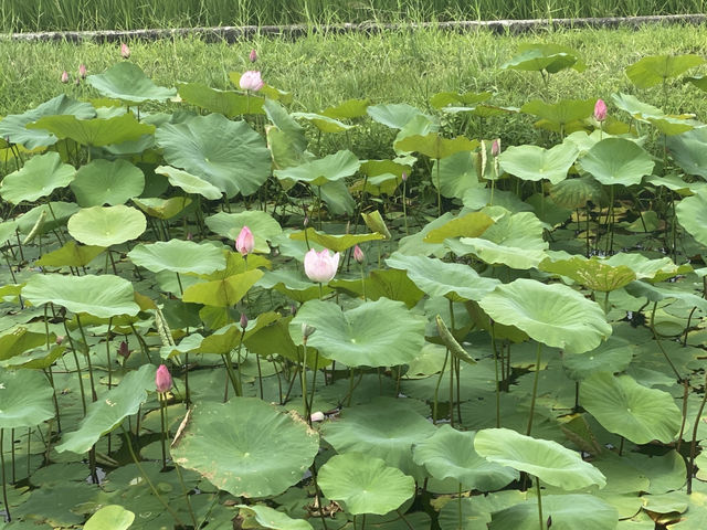 龍泉親水生態園區  新城 🪷荷花