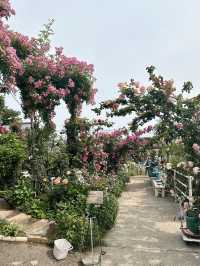 【大分】大分の初夏の有名スポット！華麗なバラ園✨