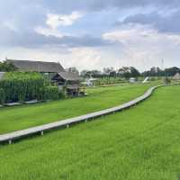 Rice Field Café Near Bangkok — Absolutely Instagrammable! 🌾📸
