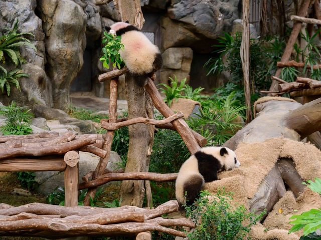 香港🇭🇰 海洋公園睇熊貓🐼