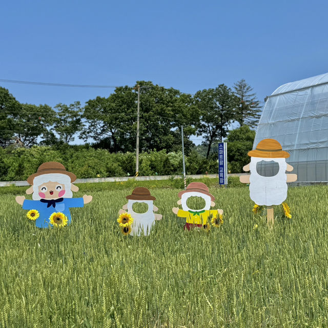 서울근교 양평 황금빛 밀밭 산책