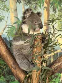 🐨 澳洲維多利亞州的一個受歡迎的私人家族經營動物園🦙🫏🦘🐕