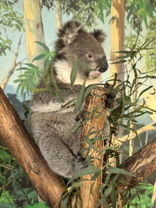 🐨 澳洲維多利亞州的一個受歡迎的私人家族經營動物園🦙🫏🦘🐕