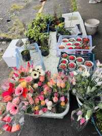 Blooms and Bargains at Kundasang Market 