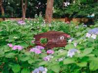 ไฮเดรนเยียบานแล้ว…ใจกลางเมืองฟุกุโอกะ🌿🌸