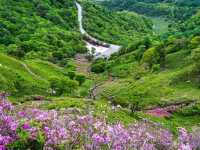 Bonghwasan Rhododendron Complex 