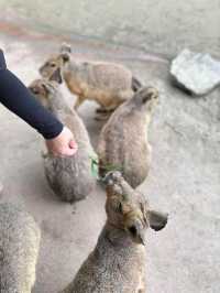 長崎Bio park- 教育與感動兼具的動物園