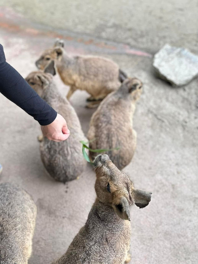 長崎Bio park- 教育與感動兼具的動物園