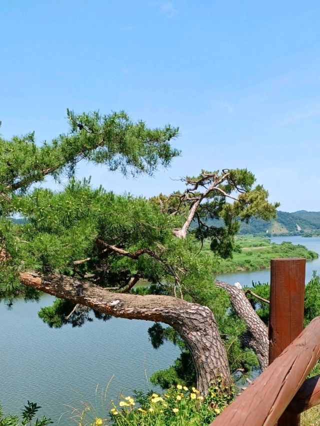 금빛 햇살을 닮은 꽃들의 인사