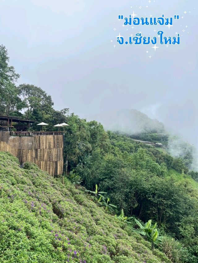 🏞️✨ยอดดอยม่อนแจ่ม เชียงใหม่🏞️✨