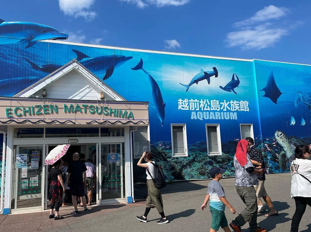 【越前松島水族館でふれあい満喫🐬】海の仲間と過ごす癒しの時間🌊✨