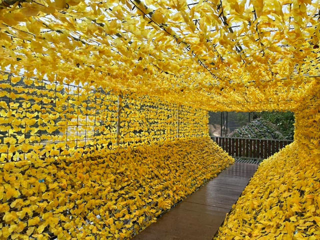 🌸 Blooming Lovely at Flora Park, Cameron Highlands