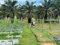 🌱 Talula Hill Farm Resort – A Refreshing Farm‑Stay Escape in Kluang
