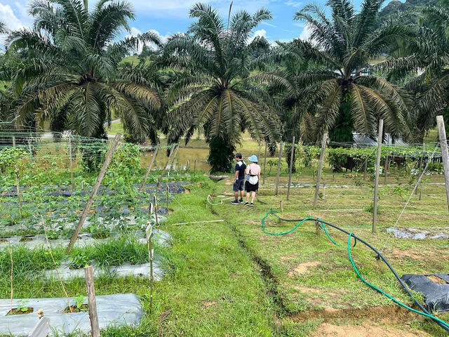 🌱 Talula Hill Farm Resort – A Refreshing Farm‑Stay Escape in Kluang