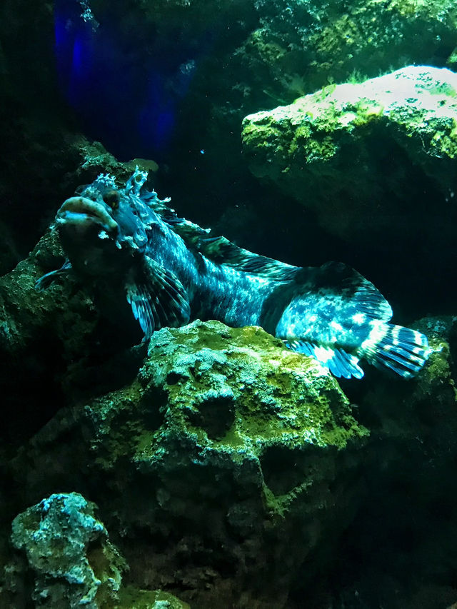 探索海底世界的美麗Xpark水族館