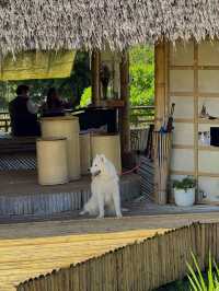 คาเฟ่ฟีลญี่ปุ่น ม่อนแจ่ม 🏠🍵🐕