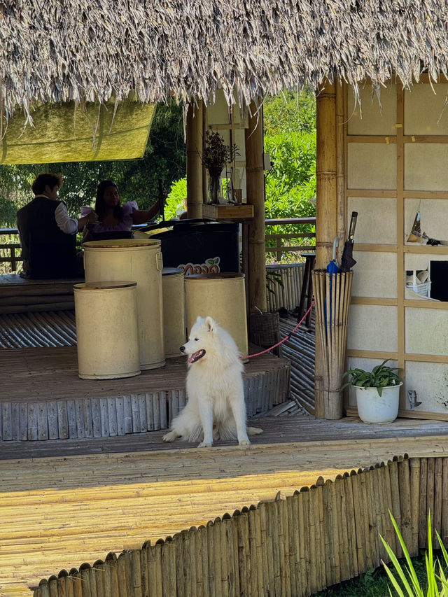 คาเฟ่ฟีลญี่ปุ่น ม่อนแจ่ม 🏠🍵🐕