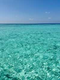 Snorkeling Paradise at W Maldives – Sea Turtles, Reef Fish & Direct Ocean Access 