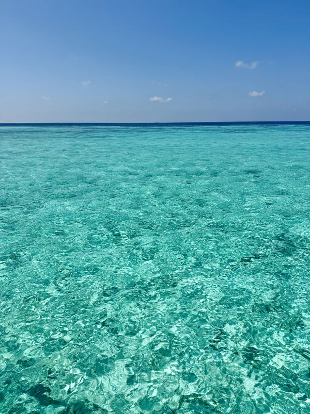 Snorkeling Paradise at W Maldives – Sea Turtles, Reef Fish & Direct Ocean Access 