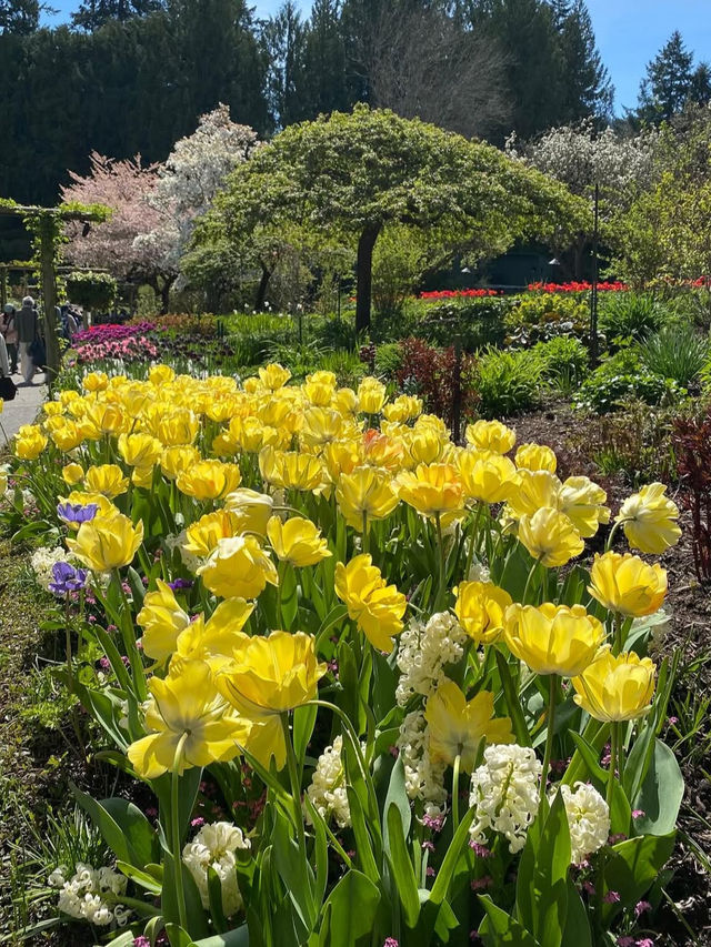 🌸【花の楽園へようこそ！ブッチャート・ガーデンで五感が喜ぶ癒し旅】